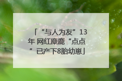“与人为友”13年 网红麋鹿“点点”已产下8胎幼崽
