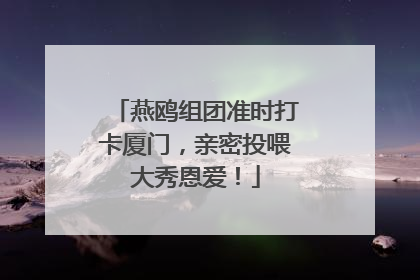 燕鸥组团准时打卡厦门，亲密投喂大秀恩爱！