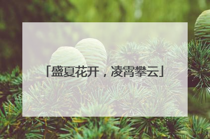 盛夏花开，凌霄攀云