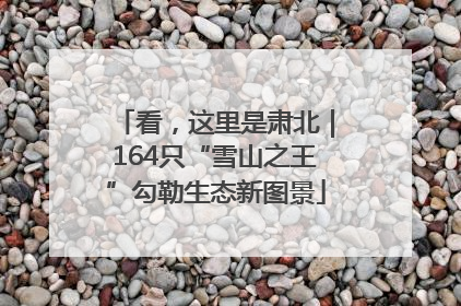 看，这里是肃北｜164只“雪山之王”勾勒生态新图景