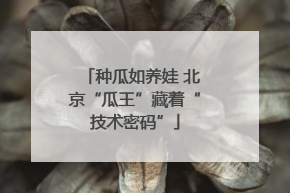 种瓜如养娃 北京“瓜王”藏着“技术密码”