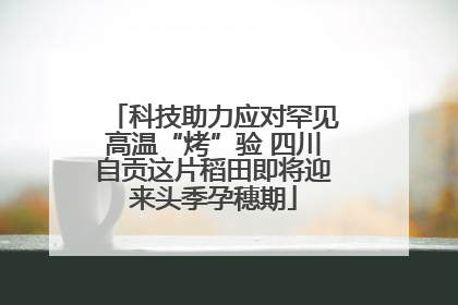 科技助力应对罕见高温“烤”验 四川自贡这片稻田即将迎来头季孕穗期