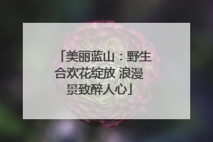 美丽蓝山：野生合欢花绽放 浪漫景致醉人心