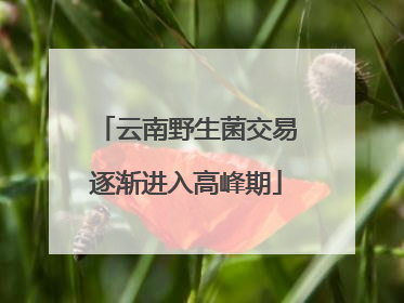 云南野生菌交易逐渐进入高峰期