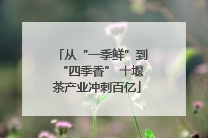 从“一季鲜”到“四季香” 十堰茶产业冲刺百亿