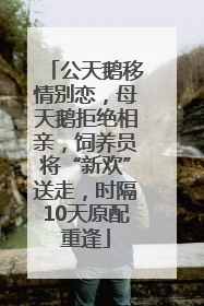 公天鹅移情别恋，母天鹅拒绝相亲，饲养员将“新欢”送走，时隔10天原配重逢