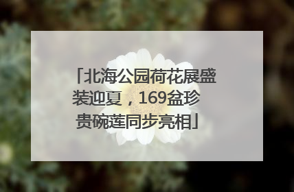 北海公园荷花展盛装迎夏，169盆珍贵碗莲同步亮相