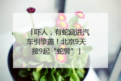 吓人，有蛇藏进汽车引擎盖！北京9天接9起“蛇警”