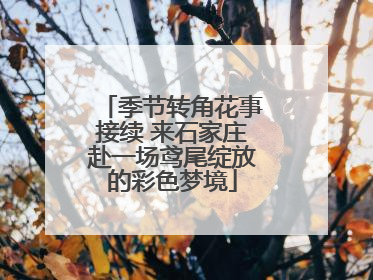 季节转角花事接续 来石家庄赴一场鸢尾绽放的彩色梦境
