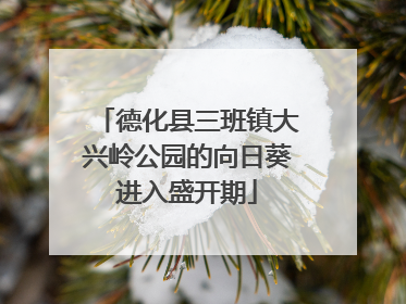 德化县三班镇大兴岭公园的向日葵进入盛开期