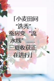 小麦田间“选秀”、蚕房变“流水线”……三夏收获正在进行