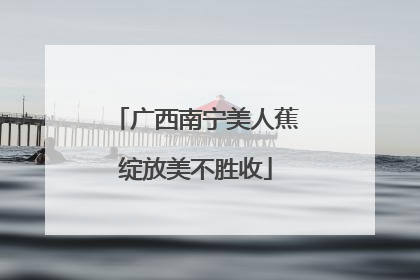 广西南宁美人蕉绽放美不胜收