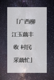 广西柳江玉藕丰收 村民采藕忙