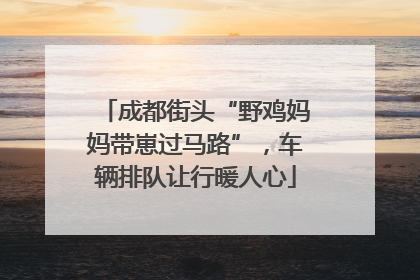 成都街头“野鸡妈妈带崽过马路”，车辆排队让行暖人心