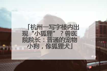 杭州一写字楼内出现“小狐狸”？兽医院院长：普通的宠物小狗，像狐狸犬