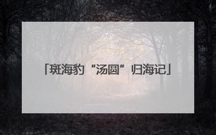 斑海豹“汤圆”归海记