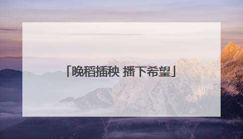 晚稻插秧 播下希望