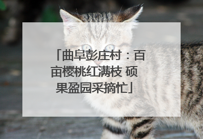 曲阜彭庄村：百亩樱桃红满枝 硕果盈园采摘忙