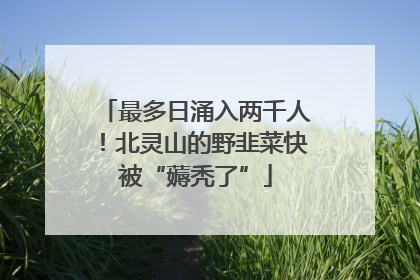最多日涌入两千人！北灵山的野韭菜快被“薅秃了”