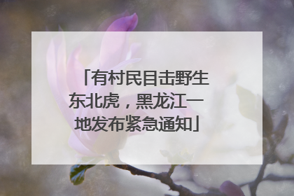 有村民目击野生东北虎，黑龙江一地发布紧急通知