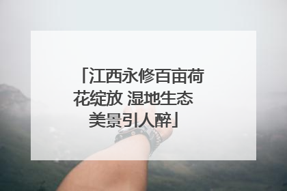江西永修百亩荷花绽放 湿地生态美景引人醉
