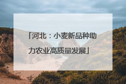 河北：小麦新品种助力农业高质量发展