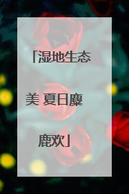 湿地生态美 夏日麋鹿欢