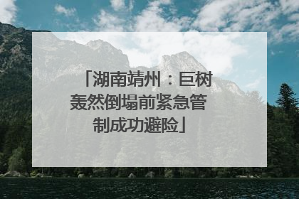 湖南靖州：巨树轰然倒塌前紧急管制成功避险