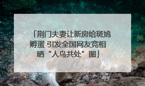 荆门夫妻让新房给斑鸠孵蛋 引发全国网友竞相晒“人鸟共处”图