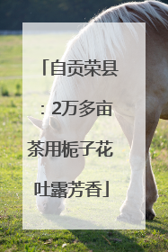 自贡荣县：2万多亩茶用栀子花吐露芳香
