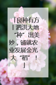 良种有方丨泗洪大地“种”出美妙，铺就农业发展金光大“稻”！