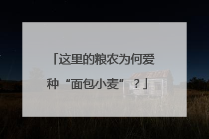 这里的粮农为何爱种“面包小麦”？