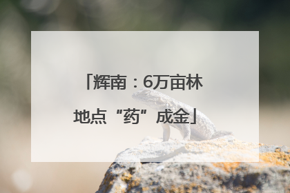 辉南：6万亩林地点“药”成金