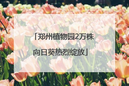 郑州植物园2万株向日葵热烈绽放