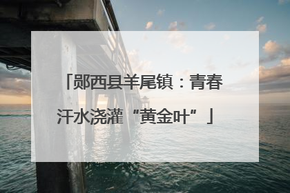 郧西县羊尾镇：青春汗水浇灌“黄金叶”