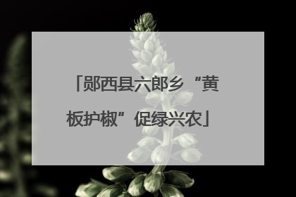 郧西县六郎乡“黄板护椒”促绿兴农