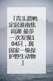 青头潜鸭定居淮南焦岗湖 最多一次发现104只，属国家一级保护野生动物