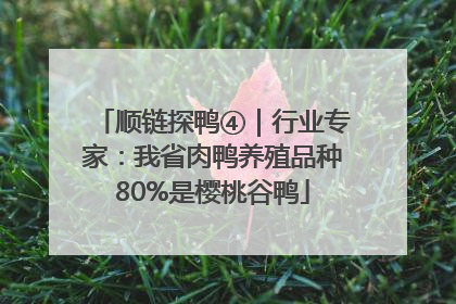 顺链探鸭④｜行业专家：我省肉鸭养殖品种80%是樱桃谷鸭