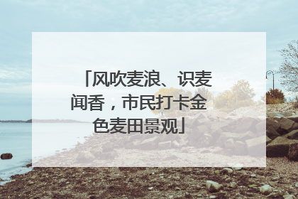 风吹麦浪、识麦闻香，市民打卡金色麦田景观