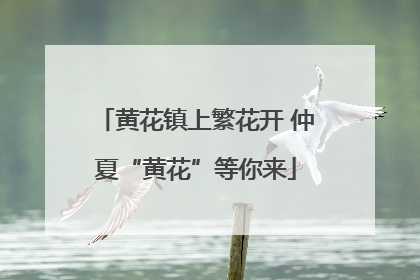 黄花镇上繁花开 仲夏“黄花”等你来