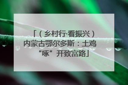 （乡村行·看振兴）内蒙古鄂尔多斯：土鸡“啄”开致富路